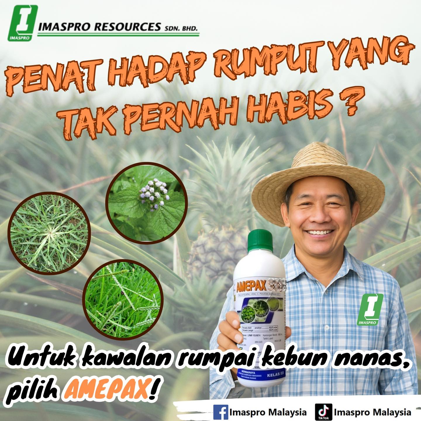 AMEPAX kawalan rumpai kebun nanas